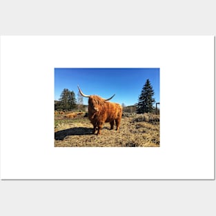 Scottish Highland Cattle Cow 2389 Posters and Art